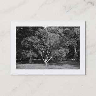 Magnolienbaum BW (gerahmt) Visitenkarte