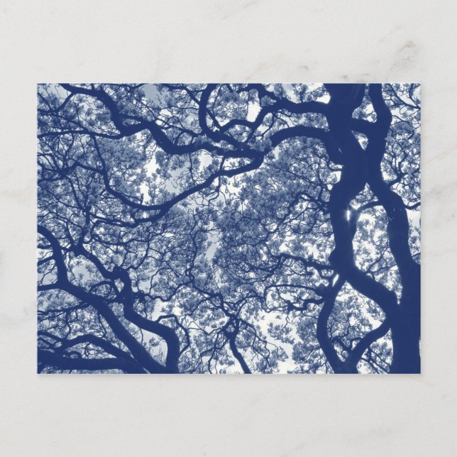 Magnolienbaum - Cyanotypeneffekt Postkarte (Vorderseite)