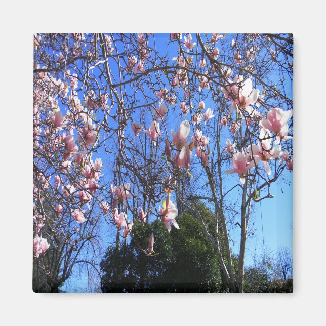 Magnolienbaum...... Magnet (Vorne)