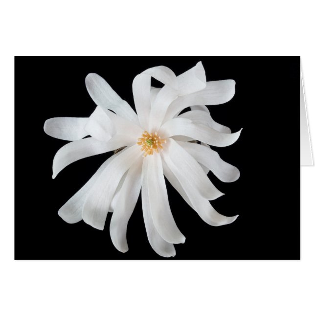 Magnolienblüte auf Schwarz (Vorderseite (Horizontal))
