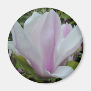 Magnolienblüte Magnet