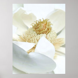 Magnolienblüte Poster