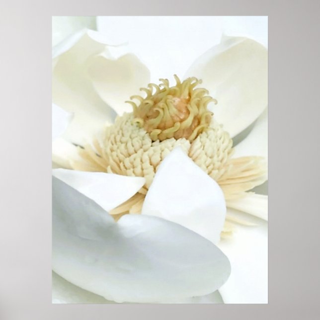 Magnolienblüte Poster (Vorne)