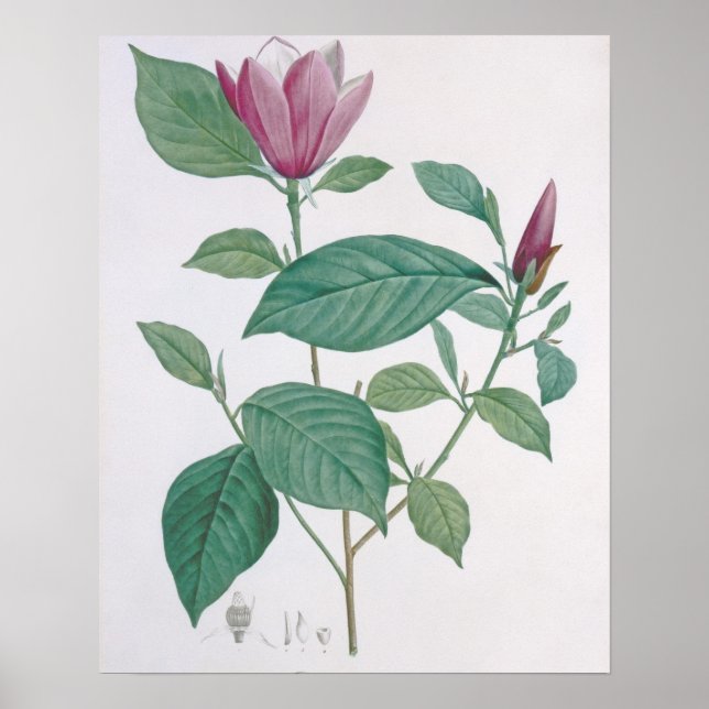 Magnolienfarben, graviert von Legrand (Farbe beleu Poster (Vorne)