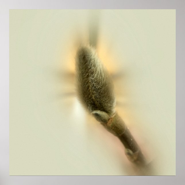 Magnolienknospe Poster (Vorne)