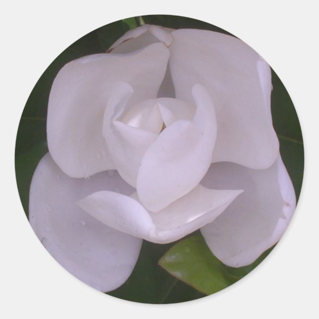 Magnoliensticker Runder Aufkleber (Vorderseite)