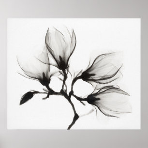 Magnolienzweig mit vier Blüten (ca. 1910-1925) Poster