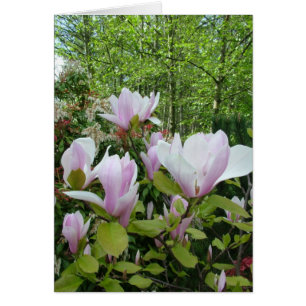 magnolische Blume