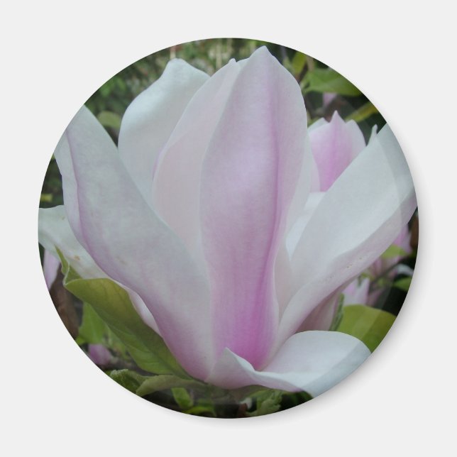 magnolische Blume Magnet (Vorne)