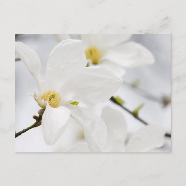 magnolische Blume Postkarte (Vorderseite)