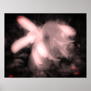 Magnolische Blume Schwarz-Weiß-Kontrast Poster