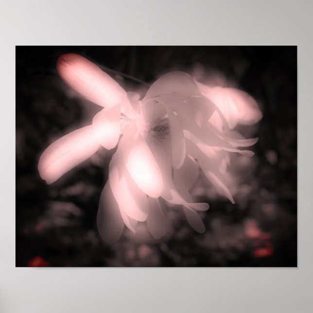 Magnolische Blume Schwarz-Weiß-Kontrast Poster (Vorne)