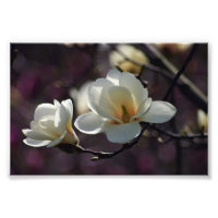 Magnolische Blume/weiße Blume