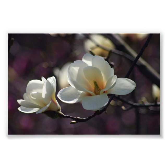 Magnolische Blume/weiße Blume Fotodruck (Vorne)