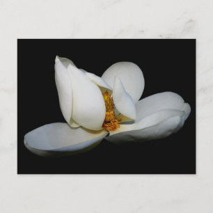Magnolische Bühne im Süden Postkarte