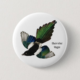 Magpie, Audubon, amerikanischer Vogelbeobachter, Button