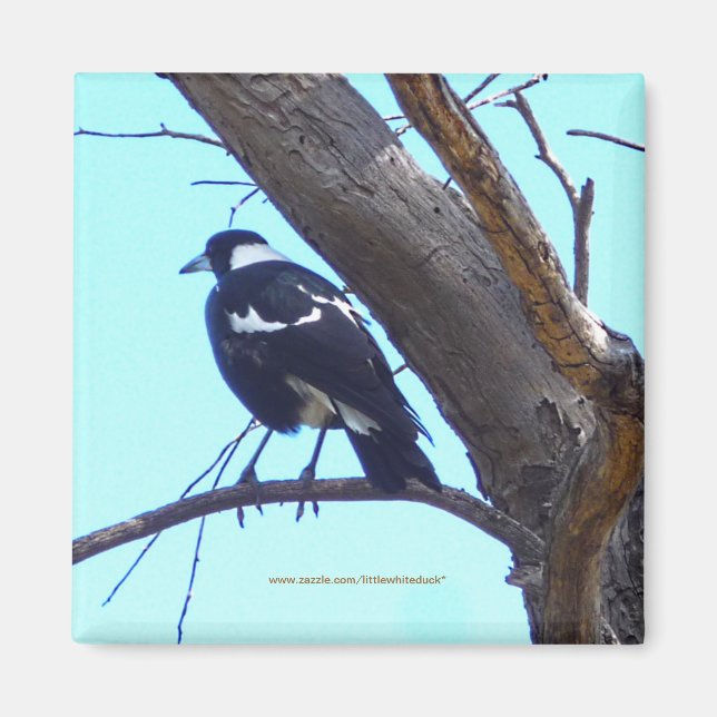 Magpie auf Zweig - Magnet (Vorne)