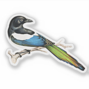 Magpie Bird Aufkleber