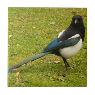 Magpie Fliese