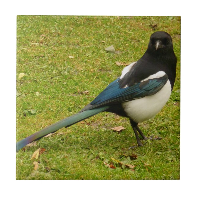 Magpie Fliese (Vorderseite)