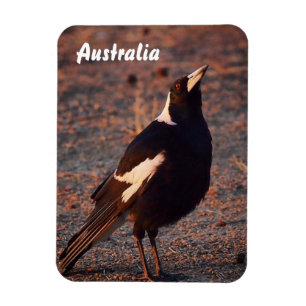 Magpie-Foto-Magnet Magnet