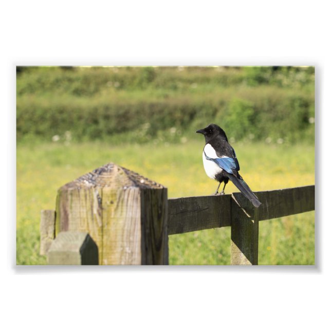 Magpie Fotodruck (Vorne)