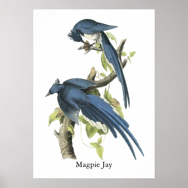 Magpie Jay, John Audubon Poster (Vorne)