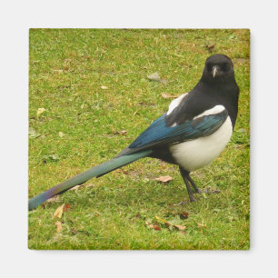 Magpie Magnet