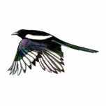 Magpie Magnet Fotoskulptur Magnet<br><div class="desc">Gut für diejenigen,  die Liebe Magpies</div>