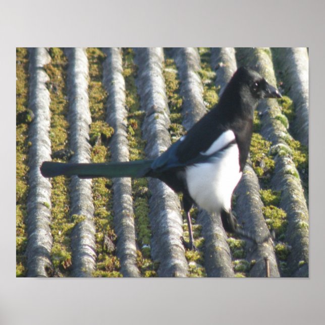Magpie mit beattem Auge Print Poster (Vorne)