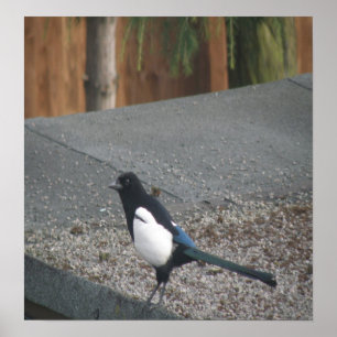 Magpie Poster