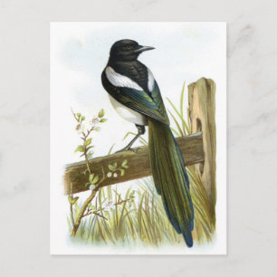 Magpie Postkarte