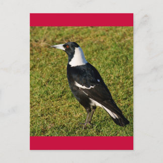 Magpie Postkarte
