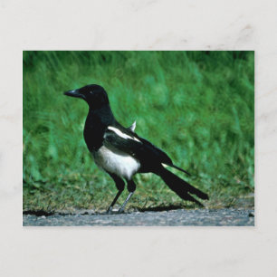Magpie Postkarte
