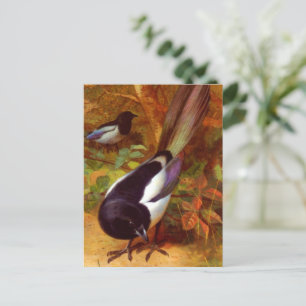 Magpies, Gemälde von Archibald Thorburn, Postkarte