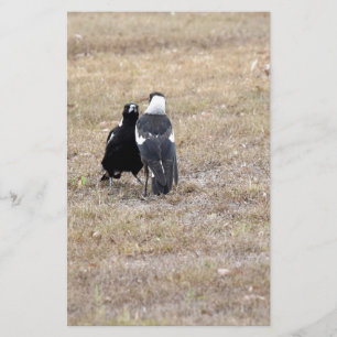 MAGPIES LÄNDLICHE QUEENSLAND AUSTRALIEN