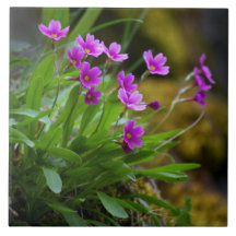 Maguire Primrose Wildblumen-Foto © Sandy Long