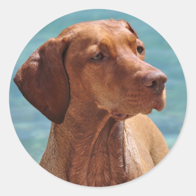 Magyar Vizsla Dog Runder Aufkleber (Vorderseite)