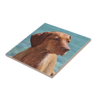 Magyar Vizsla Fliese