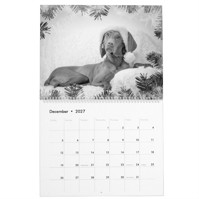 Magyar Vizsla Hunde Kalender black & white (Dez 2027)