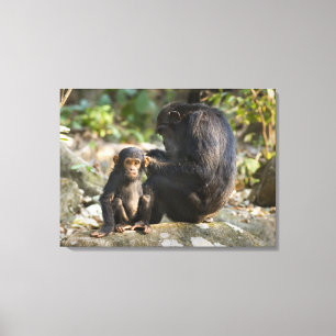 Mahale Berge Nationalpark, Tansania Leinwanddruck