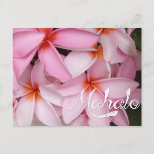 Mahalo Pink Plumeria Card Postkarte