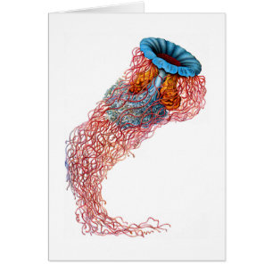 Mähnenquallen des Löwes