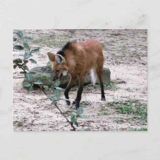 Mähnenwolf-Wildtierfotografie Postkarte (Vorderseite)