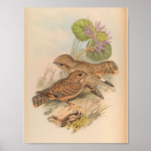 Mahratta Sykes Nightjar Vintag Bird Art Print Poster