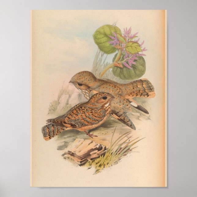 Mahratta Sykes Nightjar Vintag Bird Art Print Poster (Vorne)