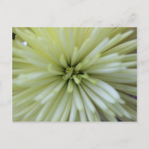 Mai Blume #2 Postkarte