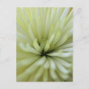 Mai Blume #3 Postkarte