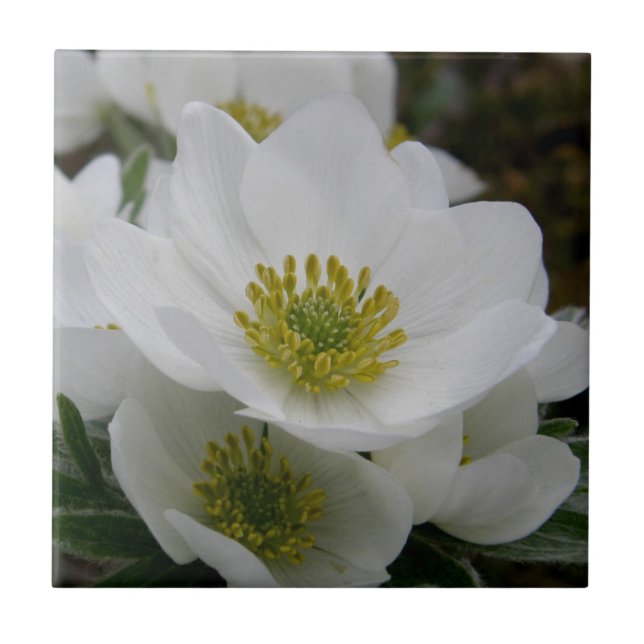 Mai-Blume, Anemone narcissiflora Fliese (Vorderseite)
