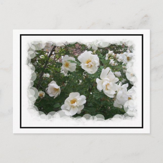 Mai Blume Postkarte (Vorderseite)